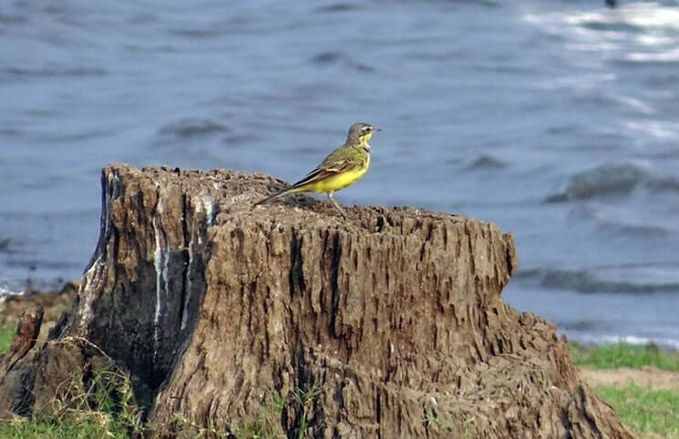 Yellow Wagtail: Identification, Migration, and Feeding Tips - Haith's