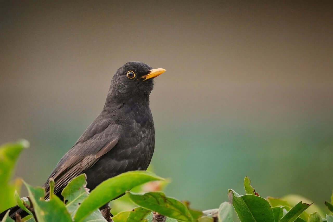 Blackbird Food