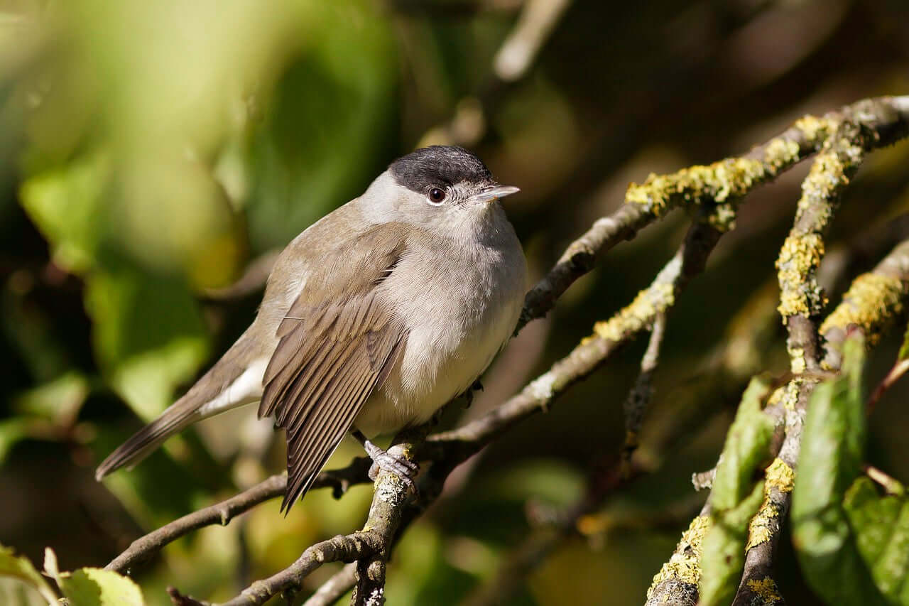 Blackcap Bird Products