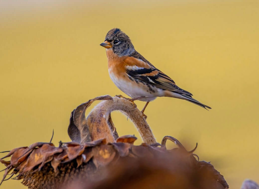 Brambling Bird Products