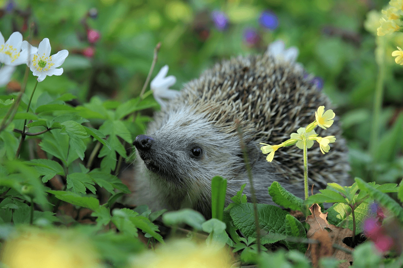 Hedgehog surrounded by flowers