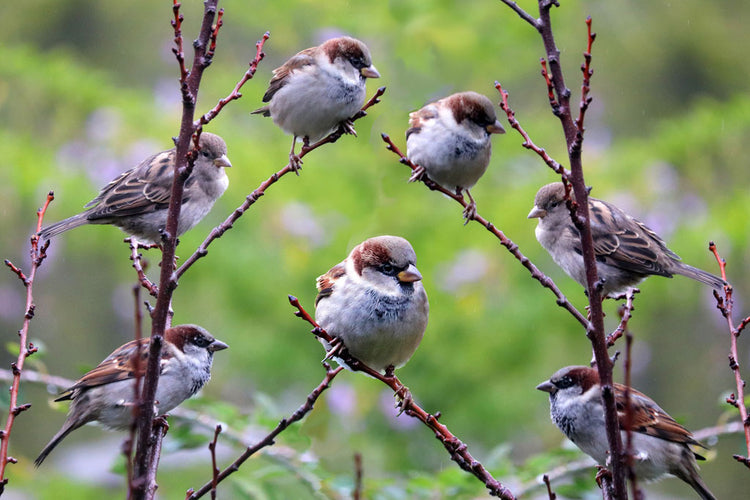 Tree Sparrow Essentials