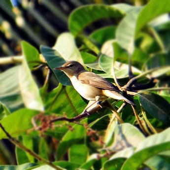 Chiffchaff Bird Products