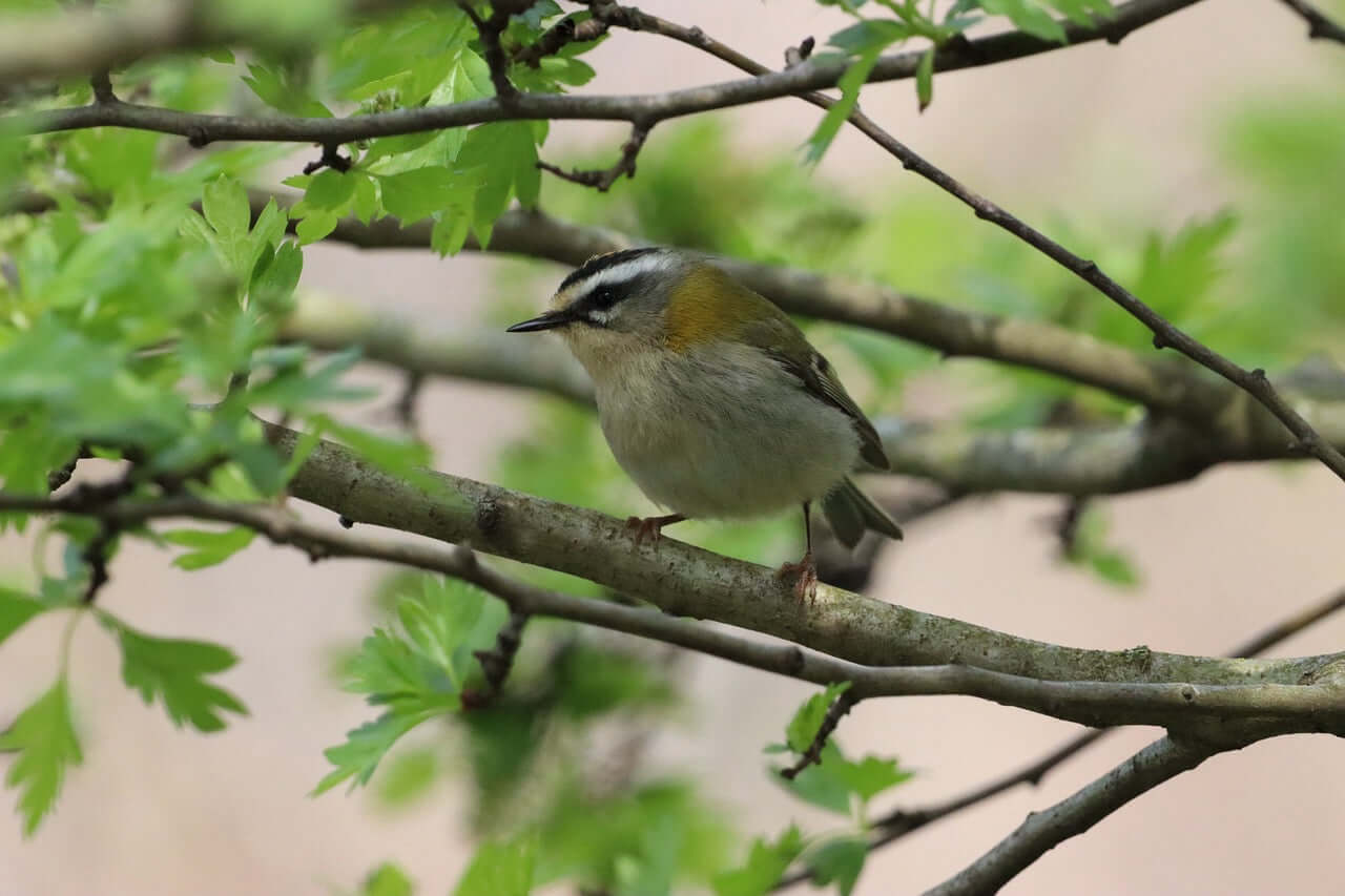 Firecrest Bird Products