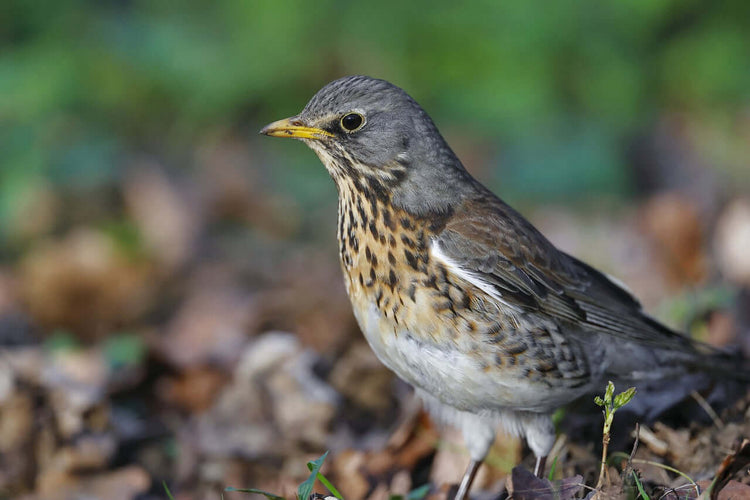 Fieldfare Foods