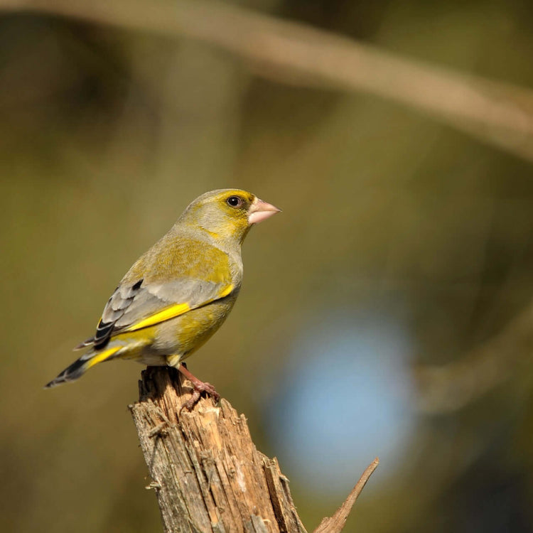 Greenfinch UK