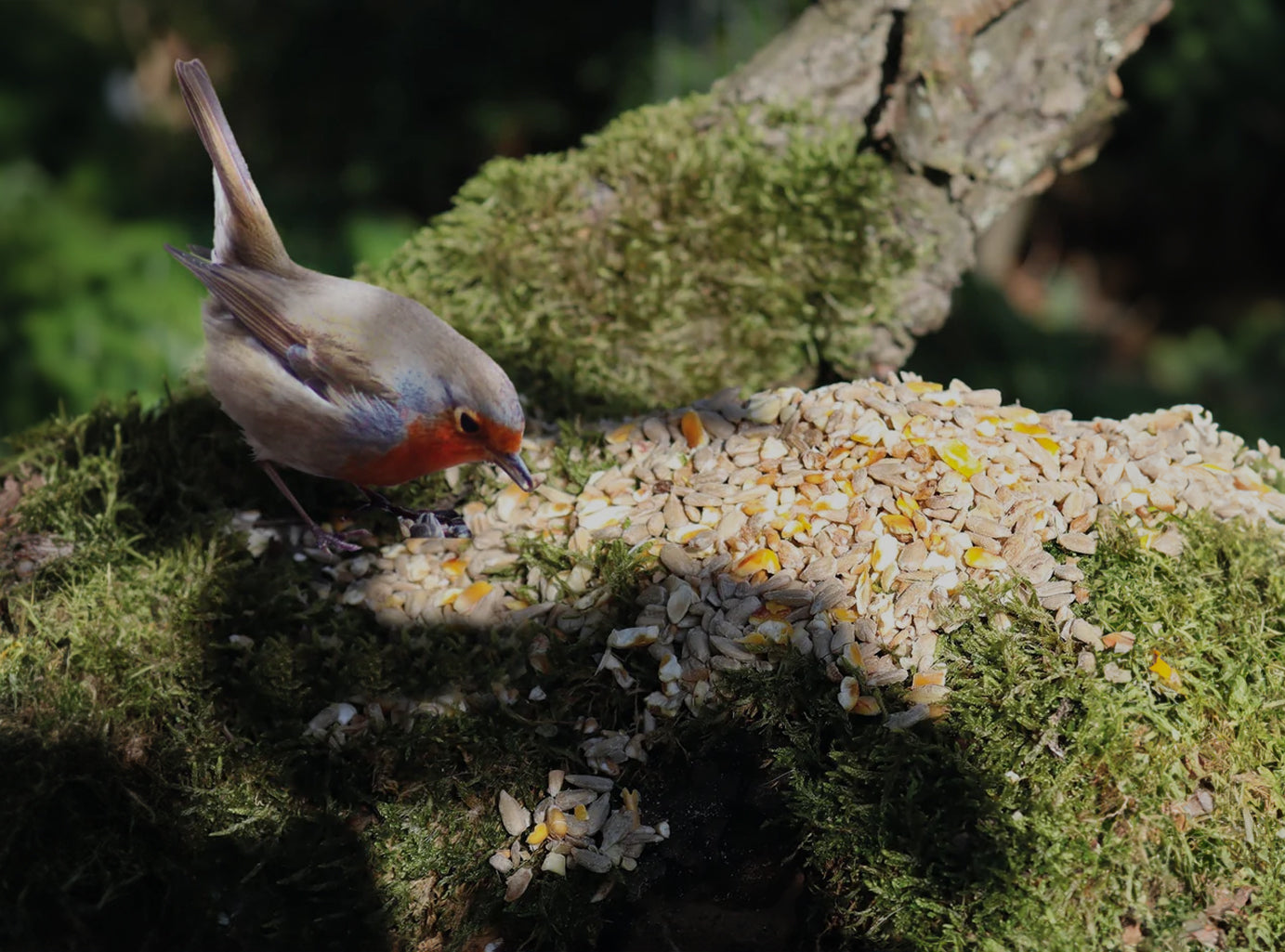 Buy no grow, no mess, no waste wild bird food. Spend more time watching the wildlife and less time cleaning up after them beneath bird feeders. 