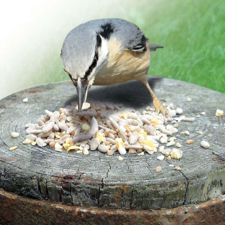 Haith's Huskfree Advance wild bird food mix with a Nuthatch eating it on a bird table.