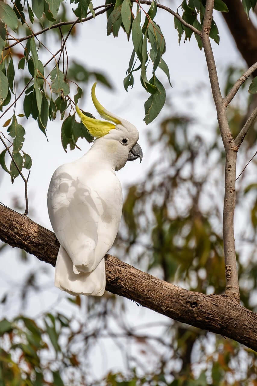 Cockatoo in tree on Haith's bird food website