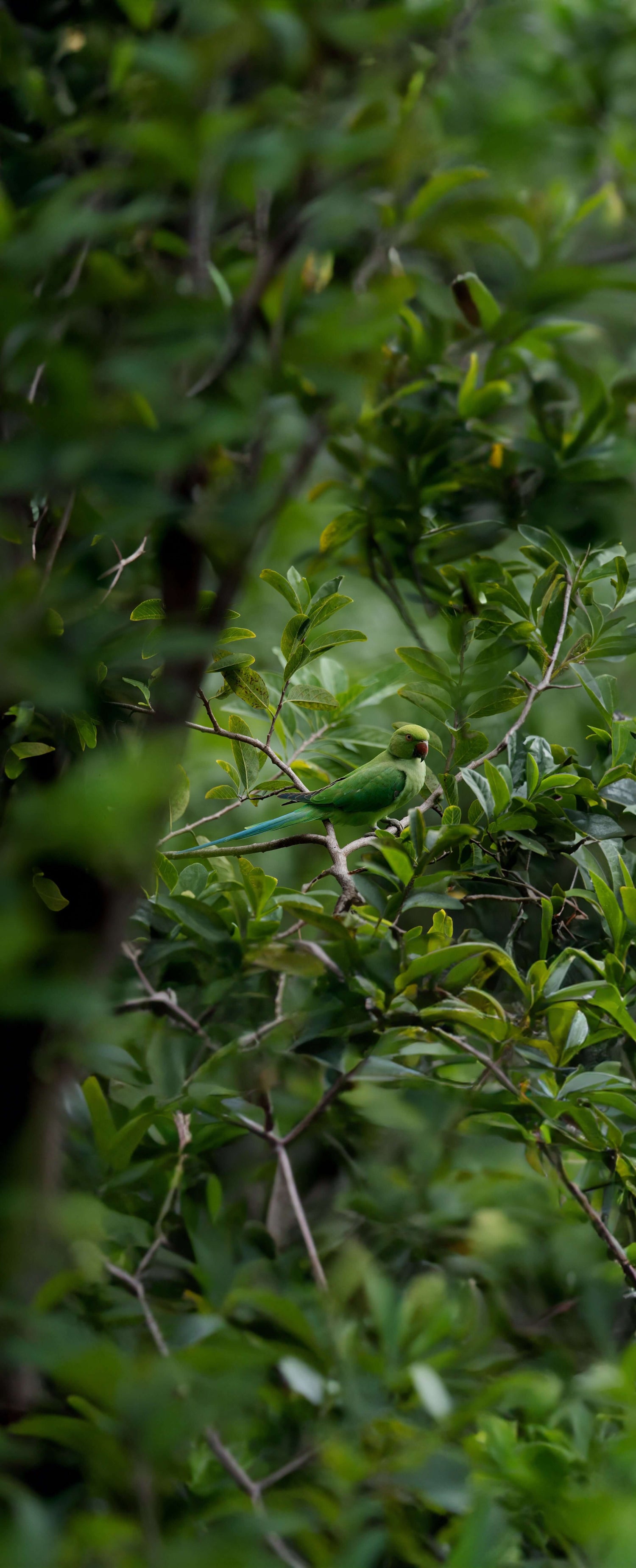 Parakeet & Parrot Supplies