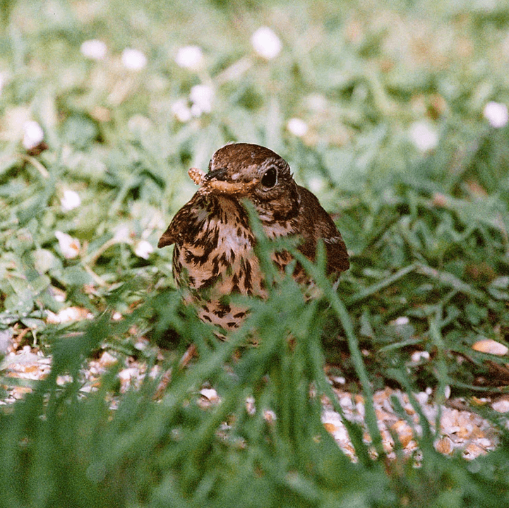 Mealworms for Cage & Aviary Species