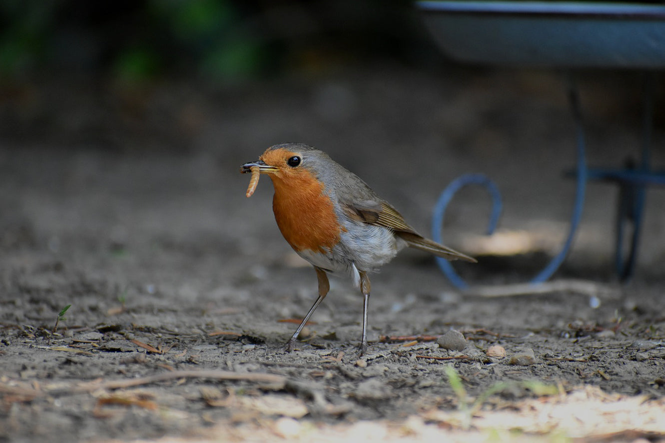 Mealworms for Wildlife