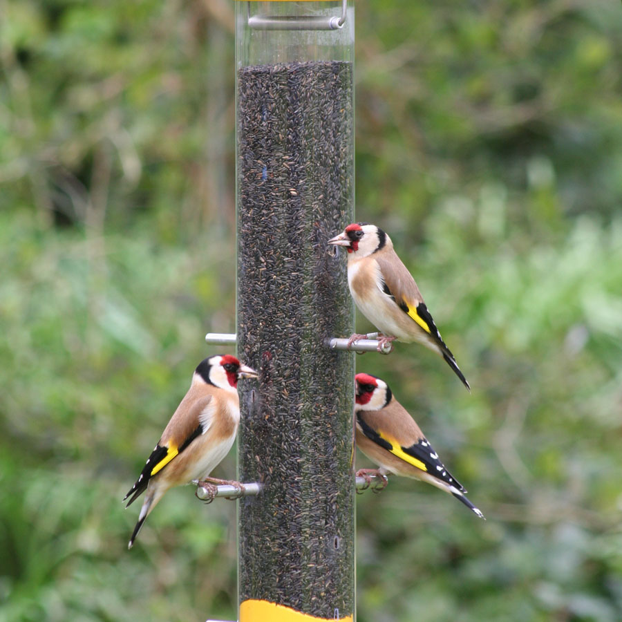 Goldfinches eating superclean niger seeds on a niger seed feeder.