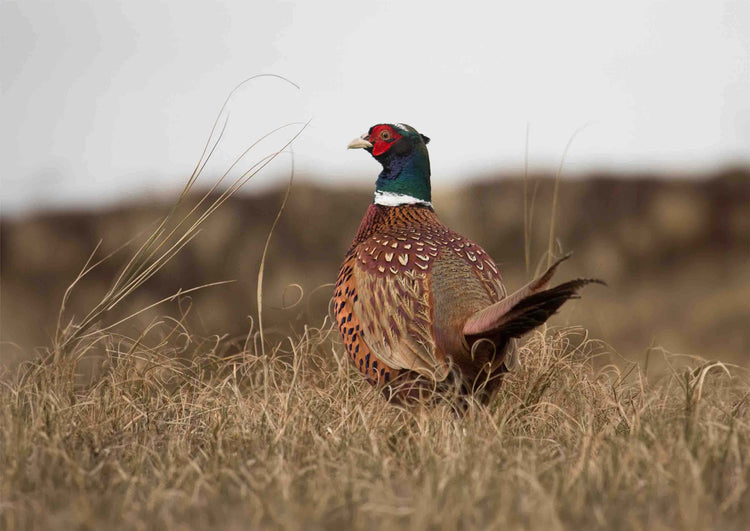 Premium Pheasant Food