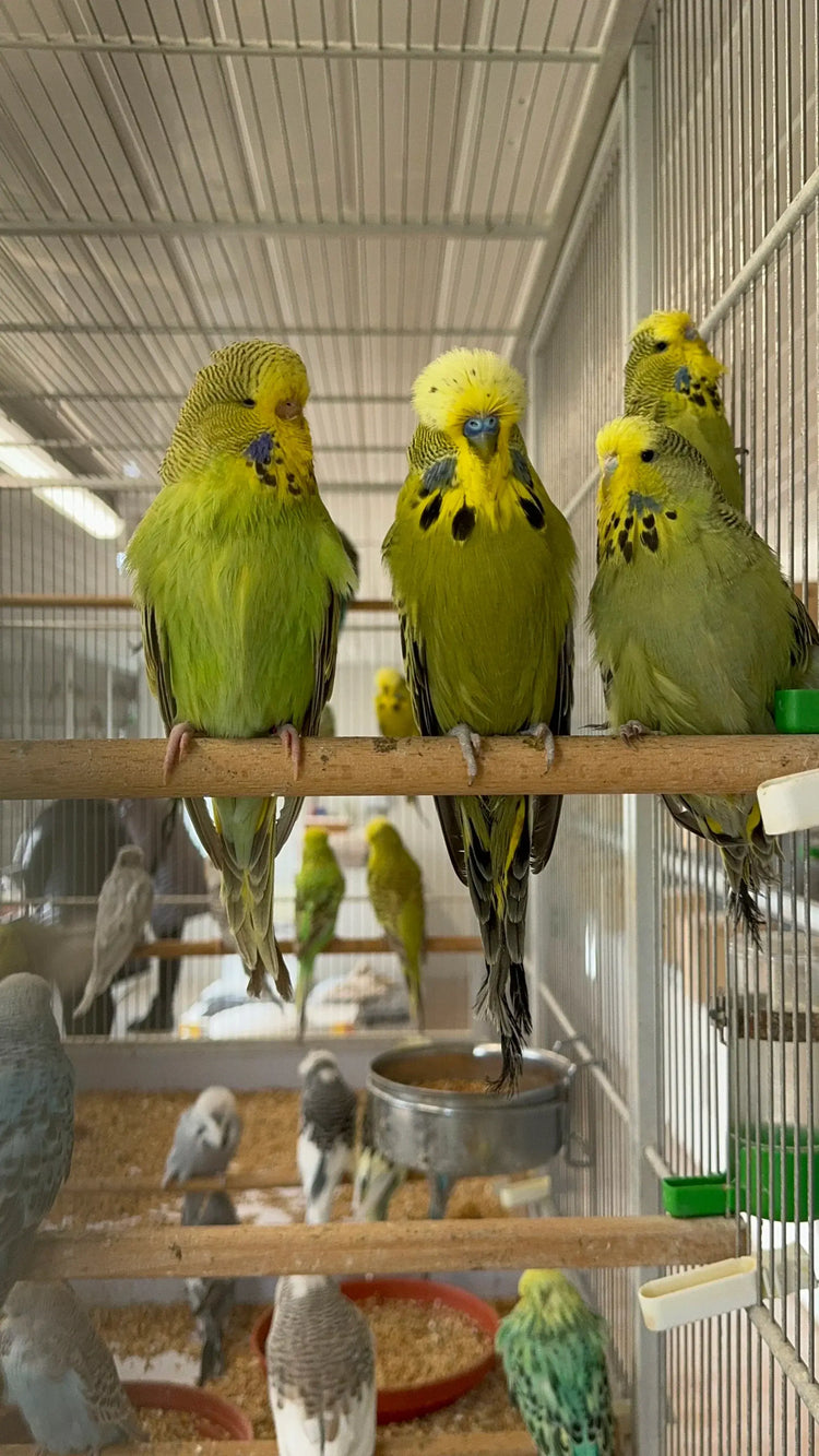 Three budgies perched on a piece of wood in an aviary cage, looking at the camera.