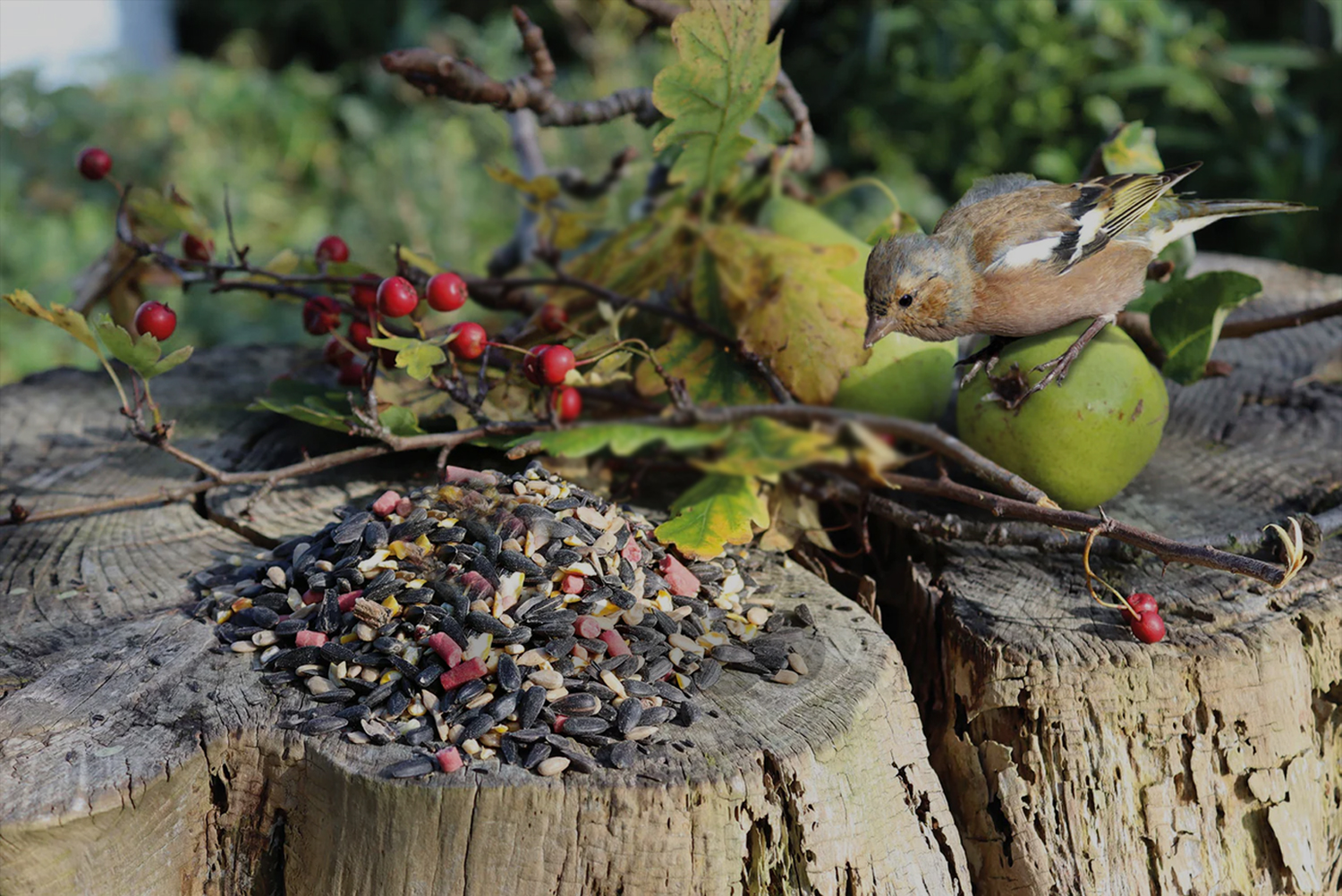 Buy high-quality wild bird seed mixes and healthy bird food direct from Haith's the wildlife food specialists UK. 