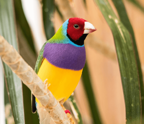 Gouldian Finch - Foreign Bird Seed Mixes