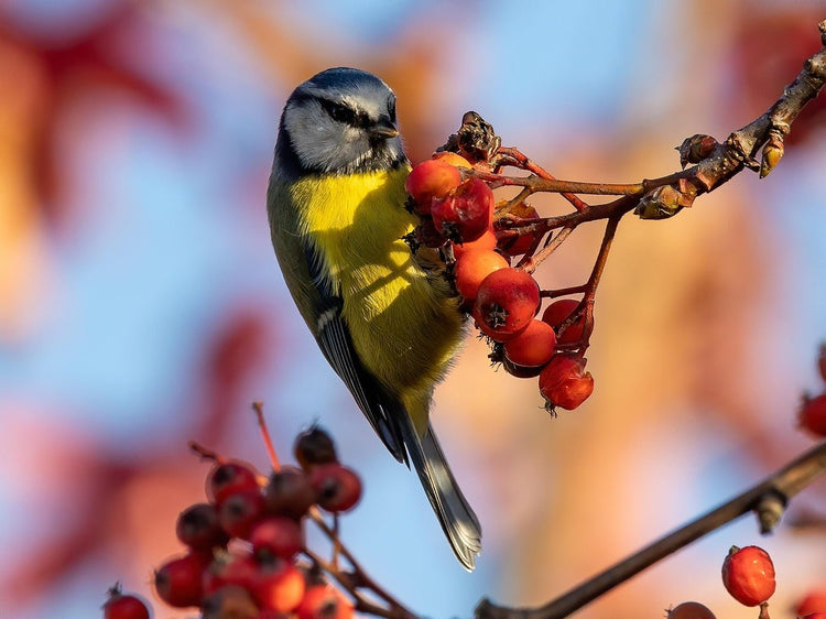 A Berry Good Christmas for Birds - Haith's UK