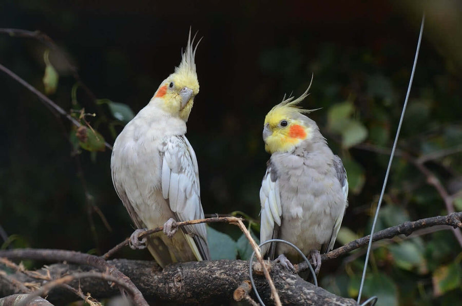Cockatiel representing the cockatiel food collection