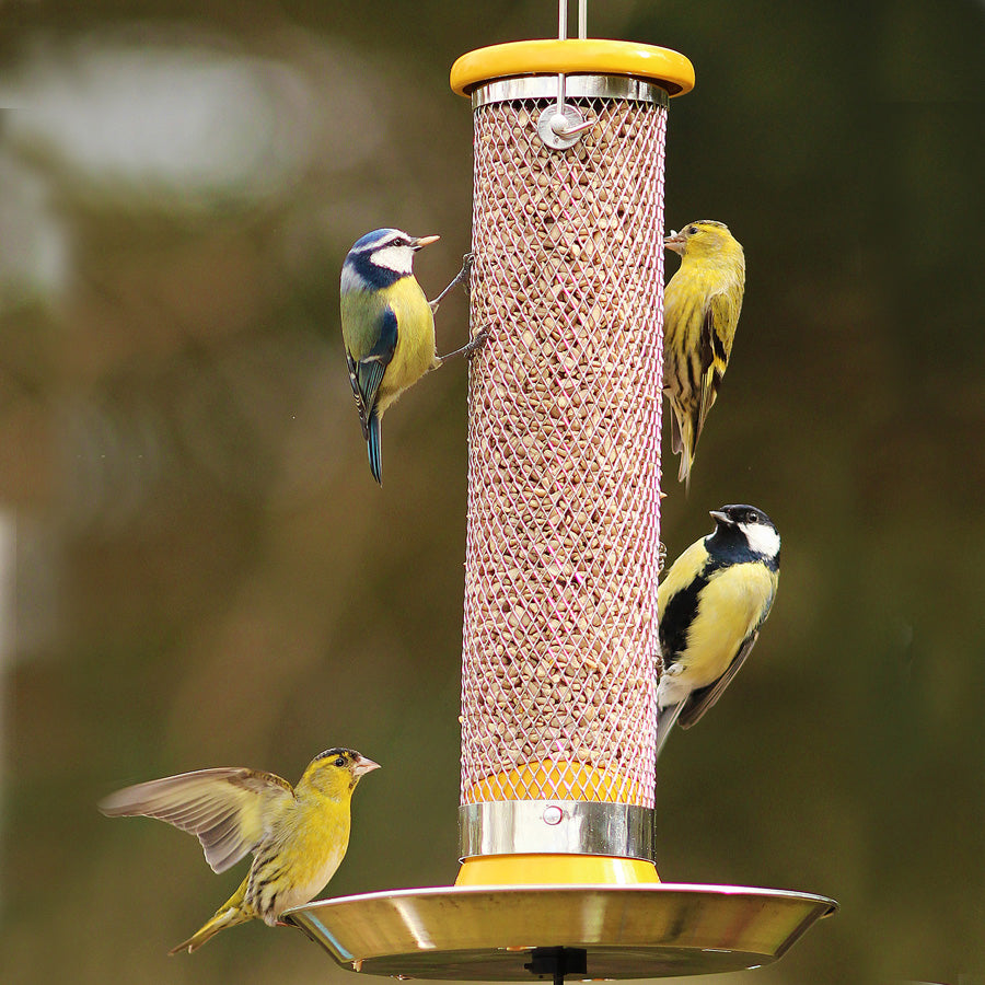 Top 10 wild bird foods includes sunflower hearts shown here in a sunflower feeder.