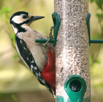 Great spotted woodpecker eating Haith's sunflower hearts for birds.