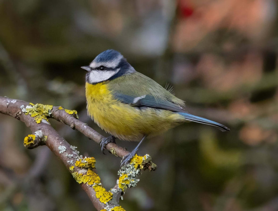 Blue tit