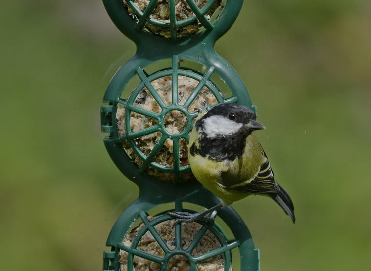 High-Energy Suet & Fat Balls