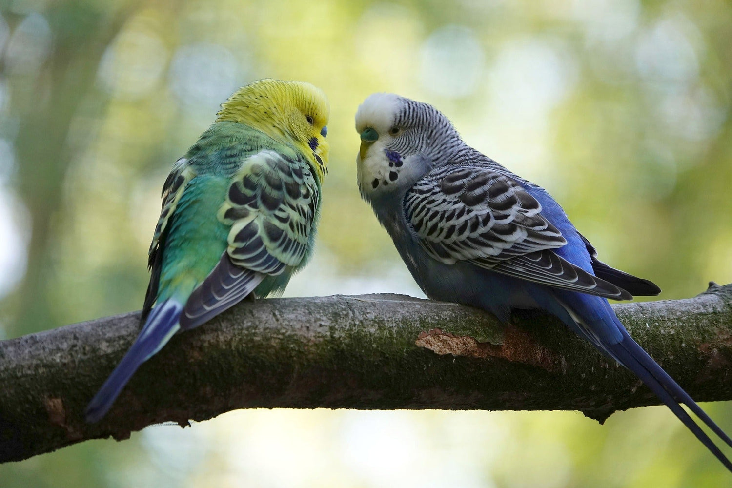 Chris Snell's budgie aviary birds eating Linconshire Oats from Haith's. 