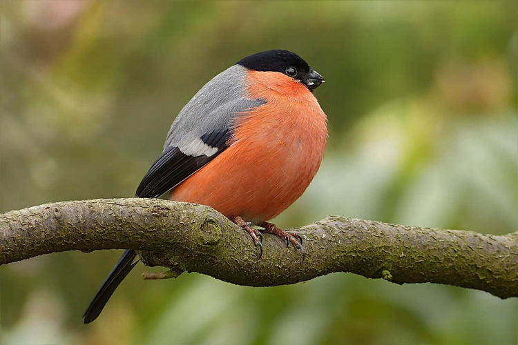 Bullfinch Food & Feeding Guide - Haith's