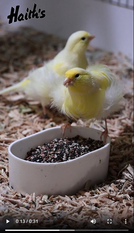 Canaries feeding together