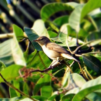 Chiffchaffs are invertebrates and will eat Haiths Softbill