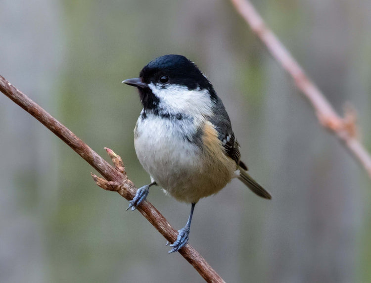 Coal Tit Bird Food & Essentials - Haith's