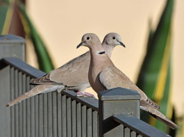 Collared Dove Food & Feeding Products - Haith's