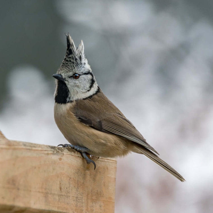 Crested Tit Food & Essentials - Haith's