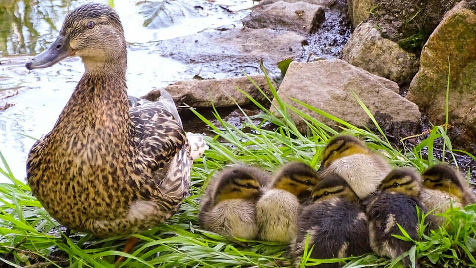 Ducks with Ducklings 