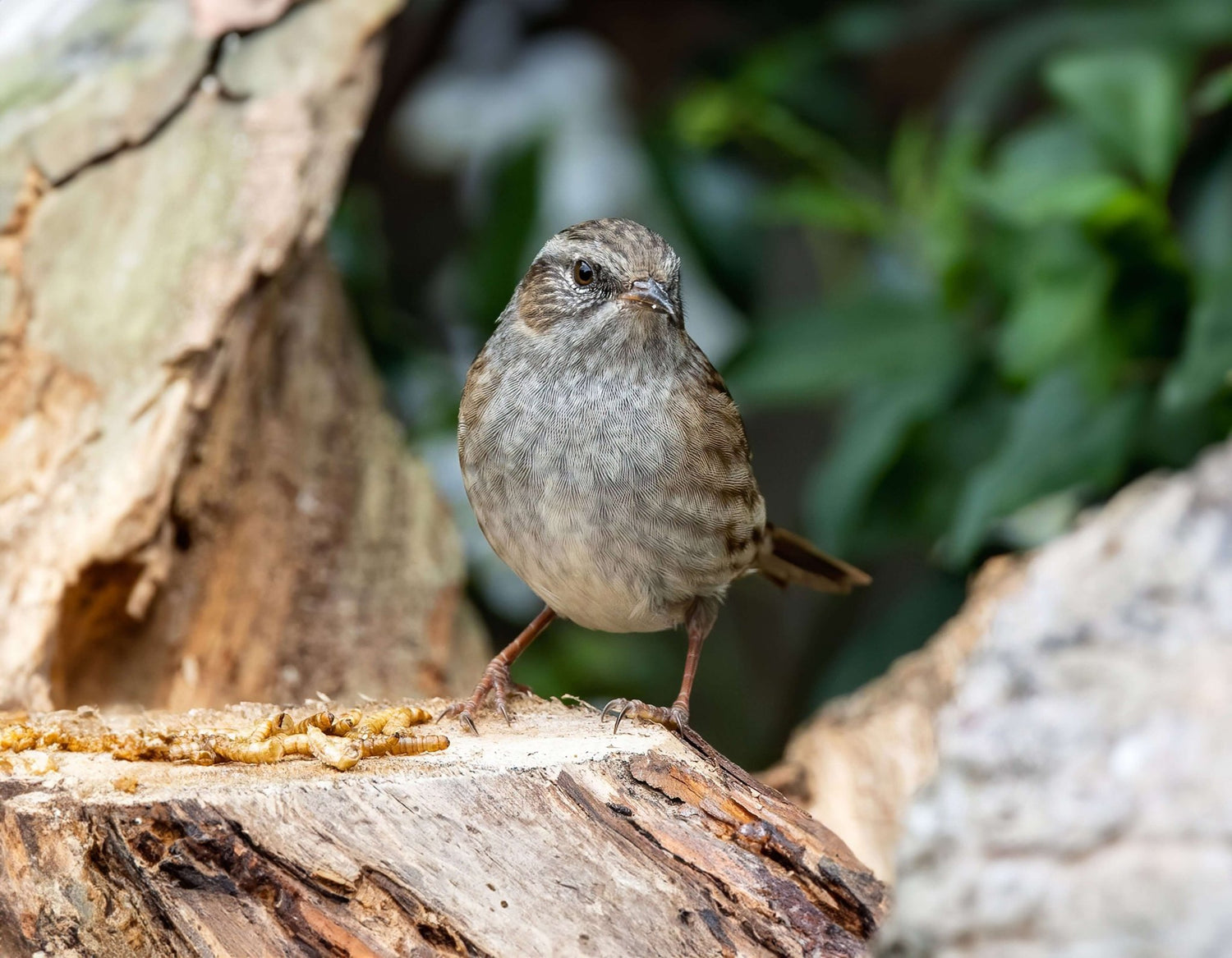 Dunnock will eat Haiths huskfree advance & suet pellets