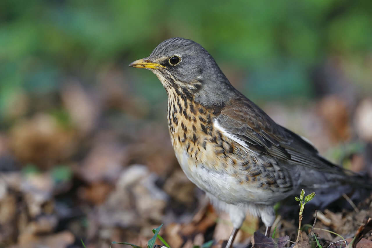 Fieldfare forgaging for food  Haith's