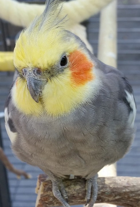 Food for small parrots and parrot-like birds