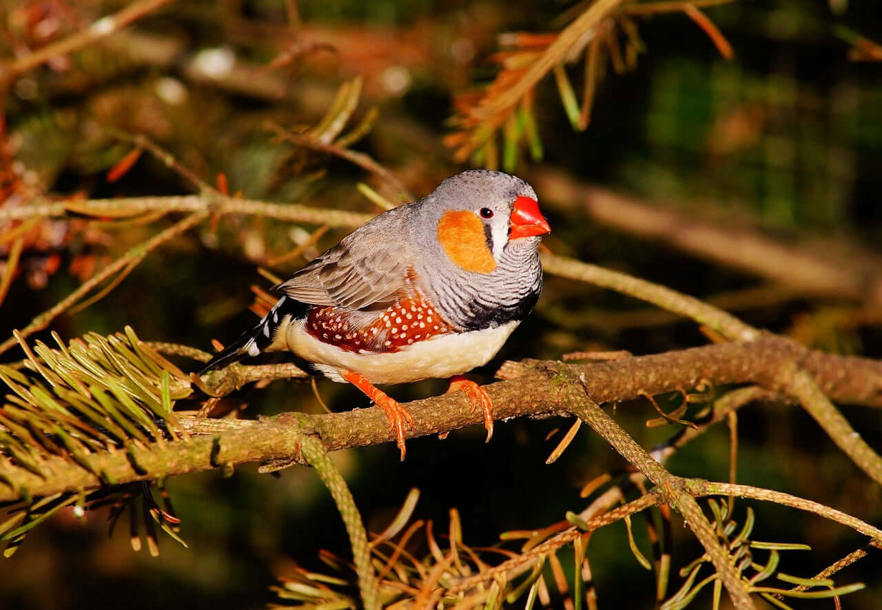 Zebra finch on a tree branch. 