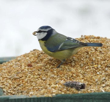 Photograph of a Blue Tit eating a piece of Golden Chorus soft food