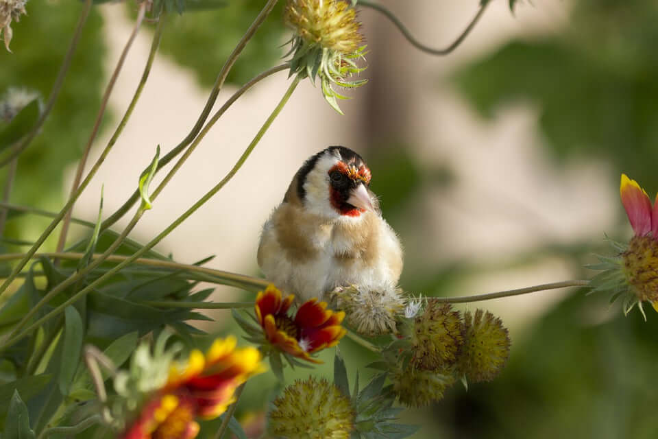 Goldfinch Food & Feeding Guide - Haith's