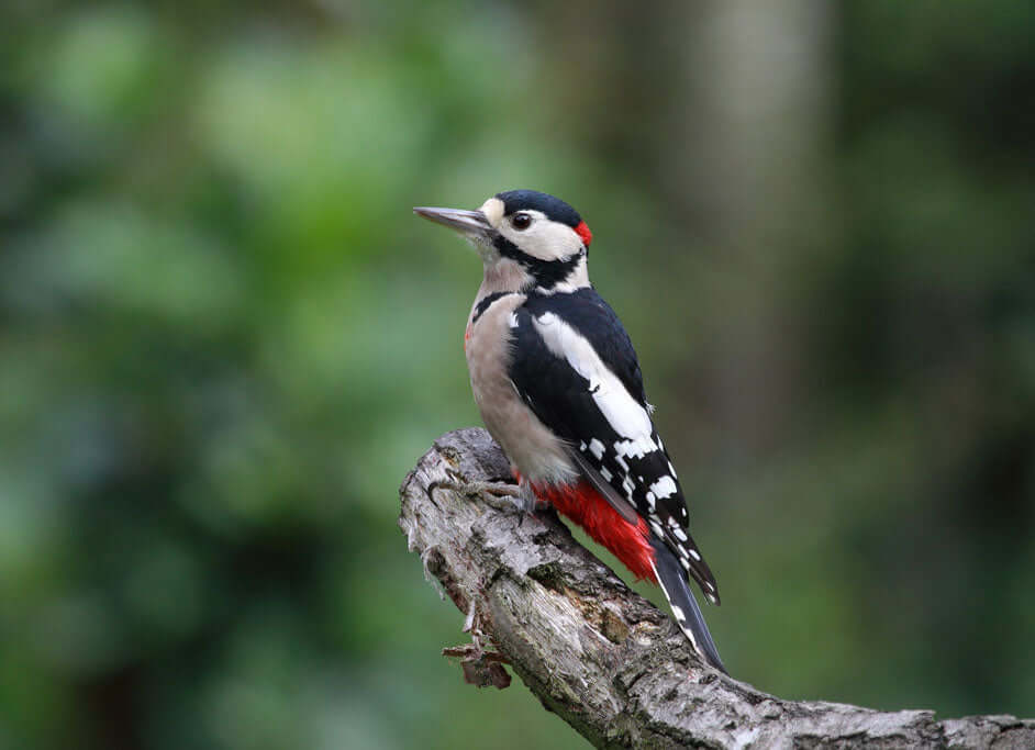 Great Spotted Woodpecker Food - Haith's