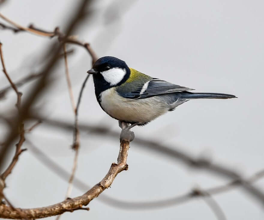 Great tit sat on a bare branch