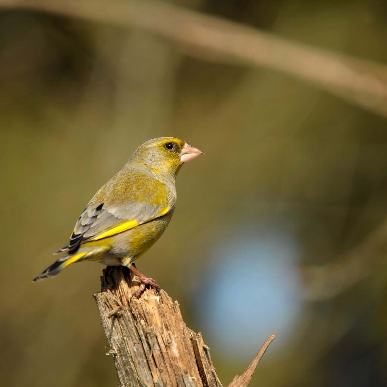 Greenfinch UK - Haith's