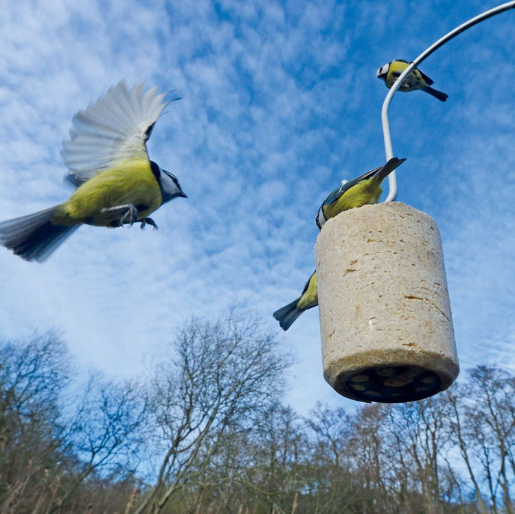 Blue tits around a suet log. 