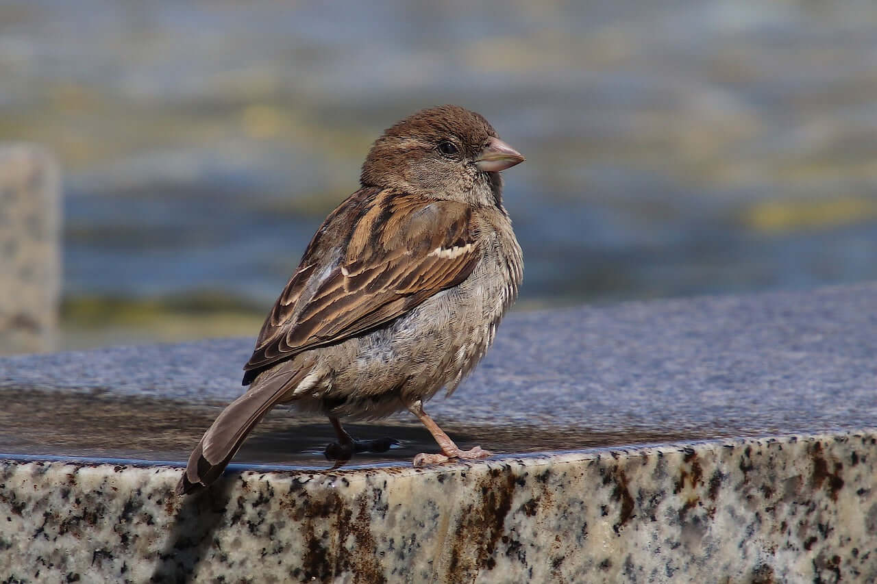 House sparrow sat on a wall