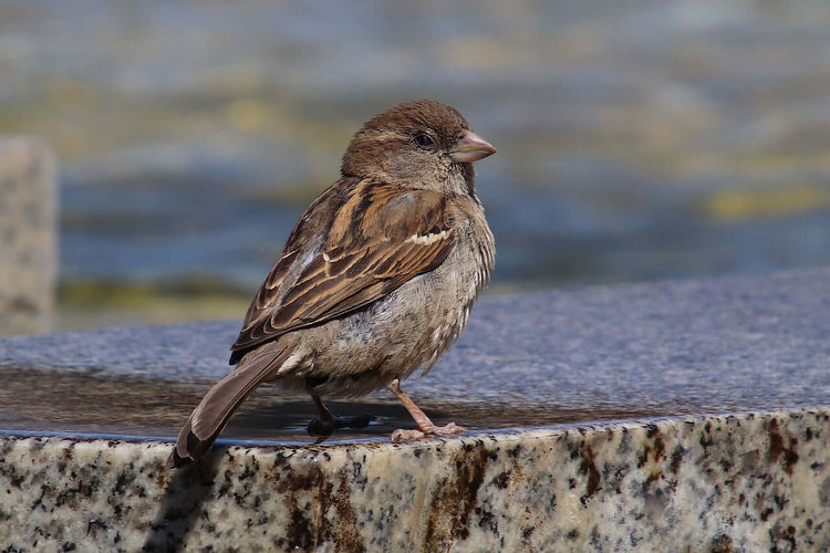 House Sparrow Essentials - Haith's