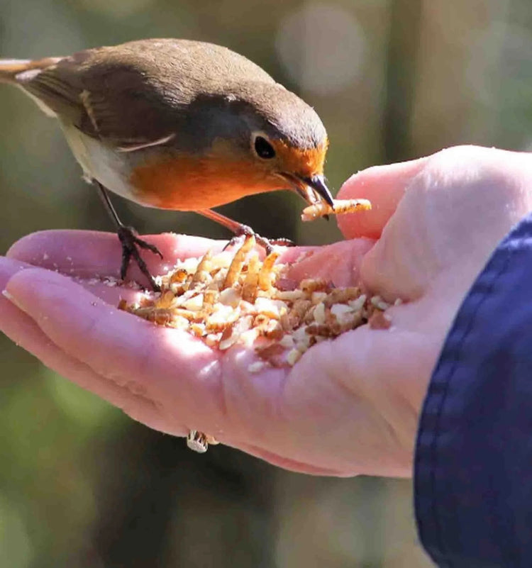 Huge Selection of Over 50 Wild Bird Foods & Feeders - Haith's