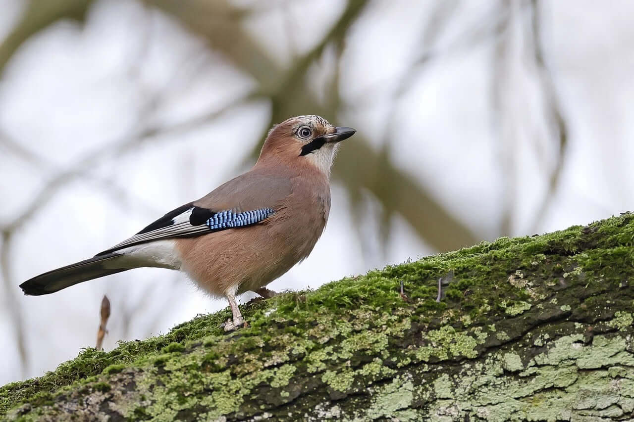 Jay Bird Haith's bird Food & Essentials -
