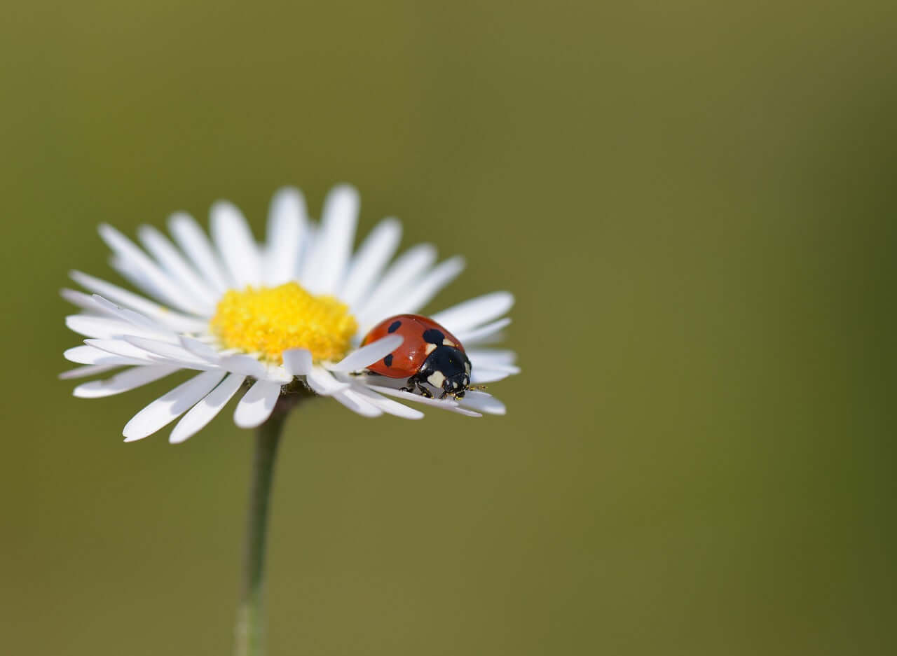 Bug Hotels